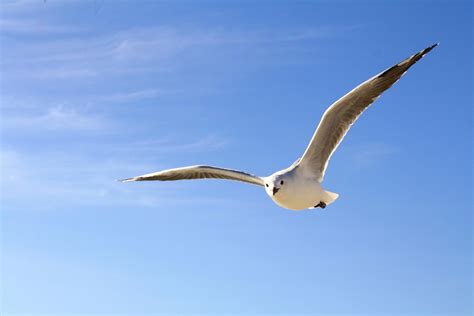 Seagull Photos, Download The BEST Free Seagull Stock Photos & HD Images