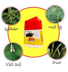 మ్యాక్స్ అంటే మ్యాక్సీమమ్ - మ్యాక్సీమమ్ కలుపు మొక్కలు పై నియంత్రణ ...