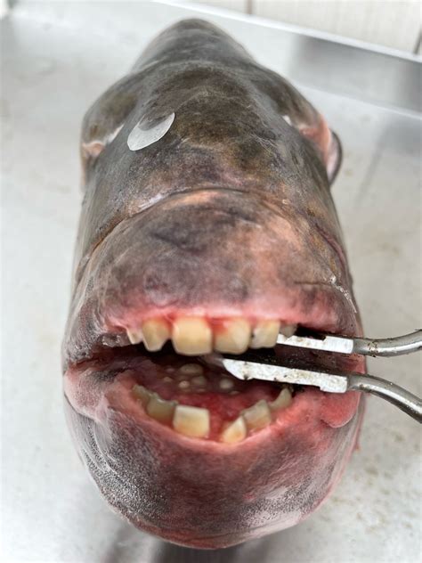 Fisherman's record catch boasts 'human teeth'