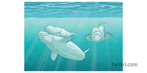 What is a Whale Sanctuary? | Facts & News for Kids | Twinkl