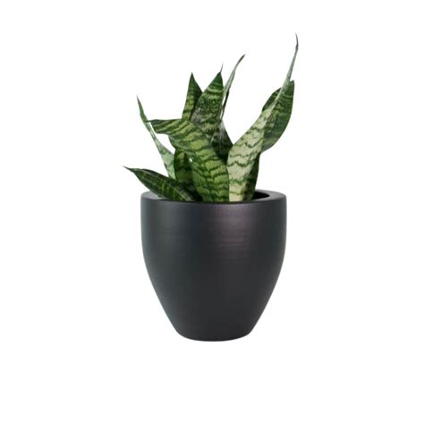 Anti-Stress & Anxiety Plant Combo – Gardengram