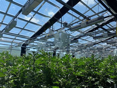 Commercial Greenhouses for Cannabis - Cannabis Greenhouse Systems - Ceres
