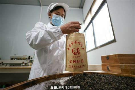公司介绍-贵州毕节市苏峰白茶产业发展有限公司
