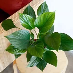 Mphmi Seedless Plant Indoor Plants Homalomena Emerald Gem (Combo Pack ...