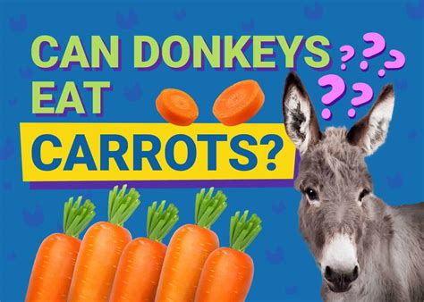 Can Donkeys Eat Carrots? Vet-Reviewed Benefits, Diet & FAQs | The Vet Desk