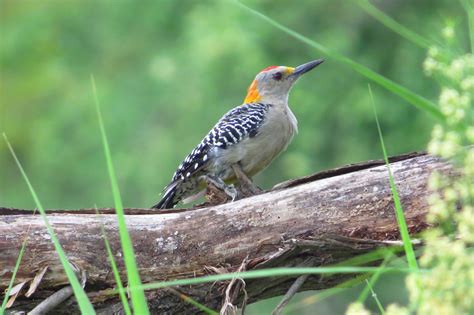 Elevation of McAllen, TX, USA Elevation Finder - Topographic map ...