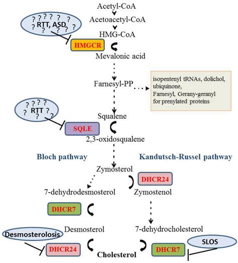 Loss of Mevalonate/Cholesterol Homeostasis in the Brain: A Focus on ...
