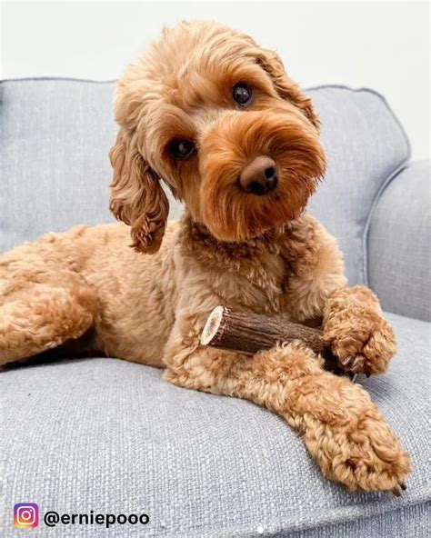 Image result for Cockapoo Cocker Spaniel and Poodle Mix