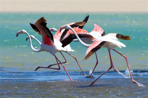 Can Flamingos Fly? - All You Need to Know
