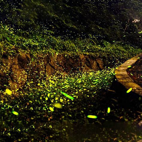 Fireflies Festival 2k19 | LBB Mumbai