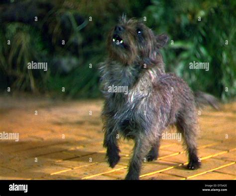 Giant Wizard Of Oz Dog