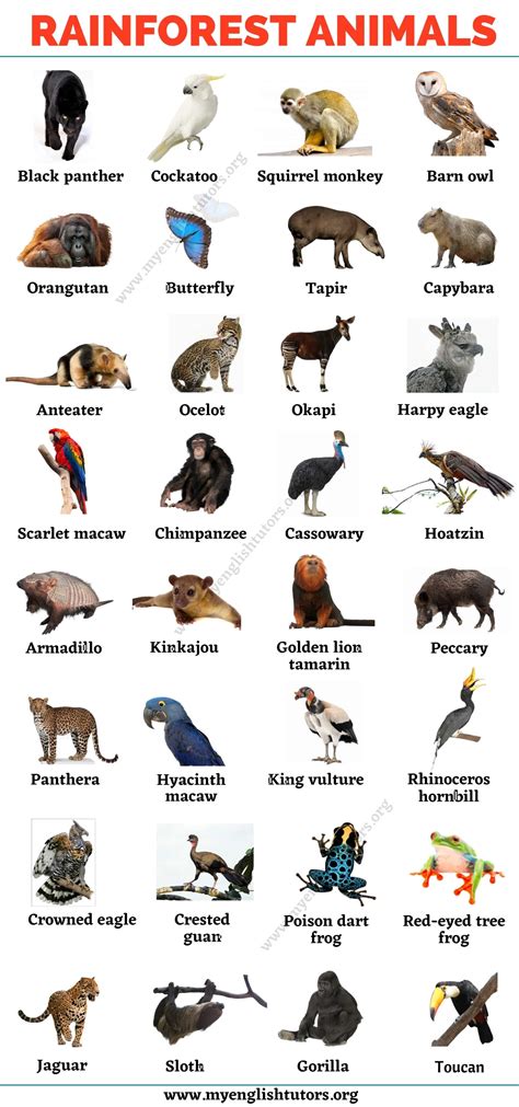 Names Of Jungle Animals at Bobby Gibson blog