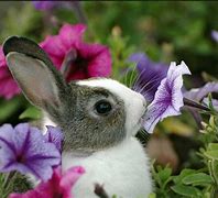 Image result for Baby Bunny with Flowers