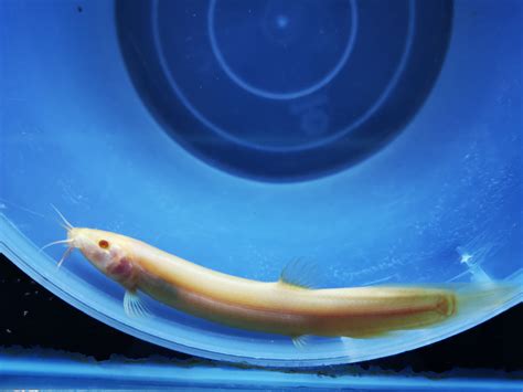 Golden weather loach 8-10cm – Fishlist by Desmond Lim