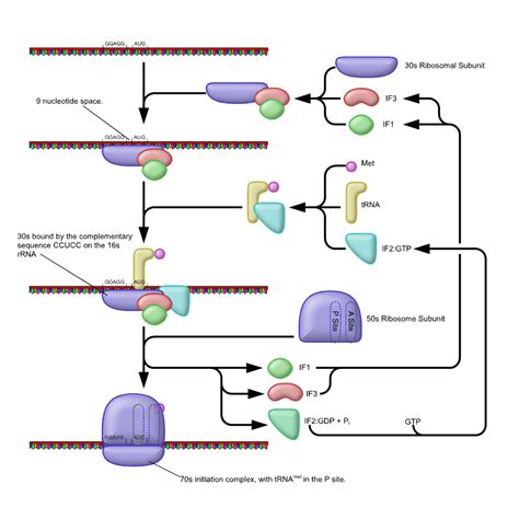 Prokaryotic Translation - Understanding Gene Regulation and Gene expression