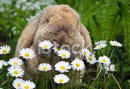 Image result for Royalty Free Bunny Images