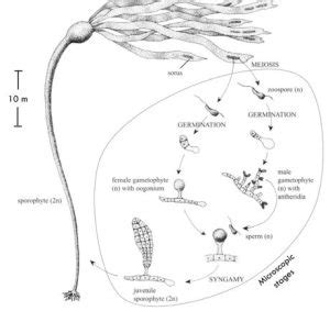 Dynamics of Cold Water Overstory Kelp Forests, Forage Fish, and Salmon ...