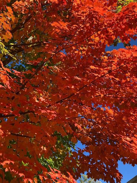 Fall Beginning. That pink pearl eraser, pinchy new… | by Alana Shields ...