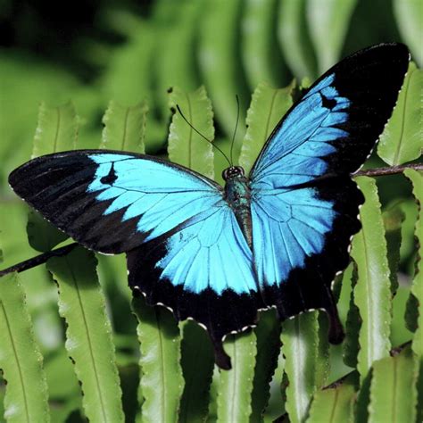 Habitat Of Ulysses Butterfly