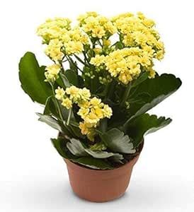 PRODHAN COLLECTION Kalanchoe Flower Live Plant, Kalanchoe Yellow Flower ...