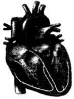 NCERT Exemplars: Body Fluids and Circulation - Biology Class 11 - NEET ...