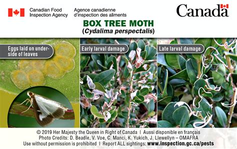 Image result for Box Tree Moth Control