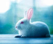 Image result for Cute Bunny Wallpaper Light Brown