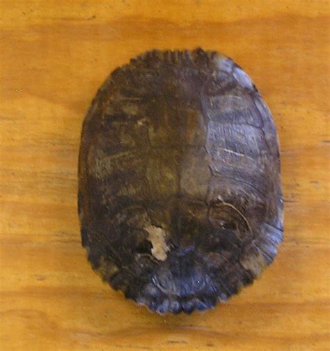Image result for Red Turtle Shell