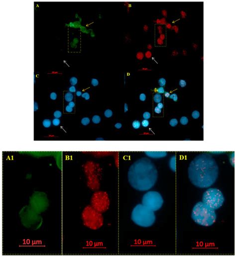 Cells | Special Issue : The Role of Telomere Biology in Aging and Human ...