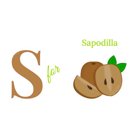 English Alphabet S For Sapodilla Fruit Vector Illustration, English ...