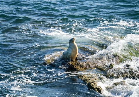 La Jolla Seals and Sea Lions: Exactly How to Visit [Map] - La Jolla Mom