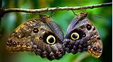 two brown and beige butterflies on twig with eye prints 4k hd animals ...