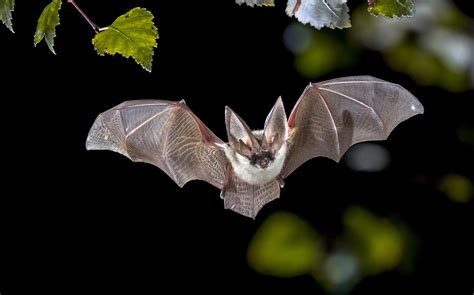 Bats’ diets offer clues on how to protect them - Earth.com