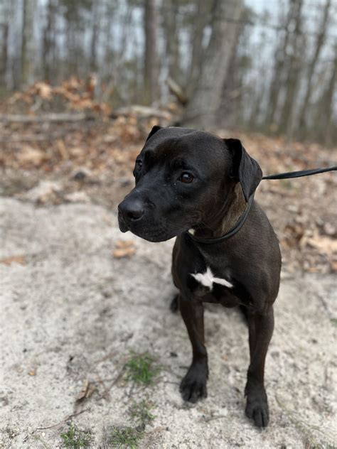 Pitbull Lab Mix