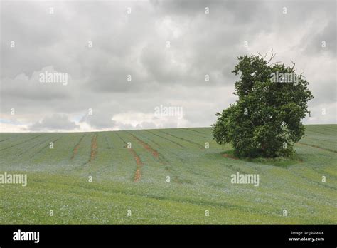 Image result for Linseed Field