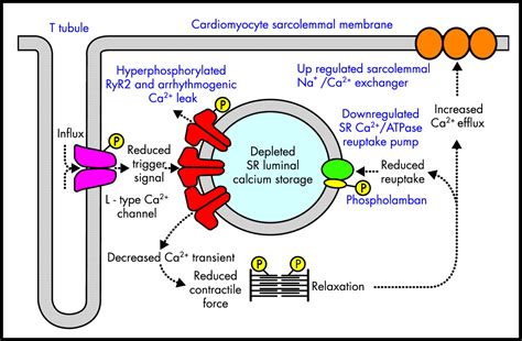 Image result for Excitation-Contraction Coupling Process