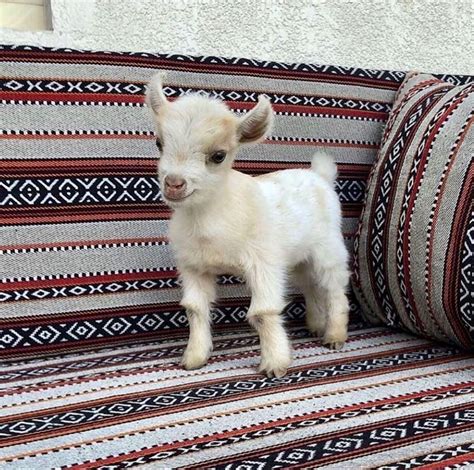 Small goat breeds – Artofit