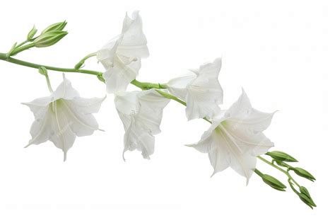 Premium Photo | White Bell flower Isolated on White Background