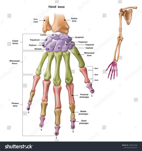 9,016 Carpal Bone Images, Stock Photos & Vectors | Shutterstock