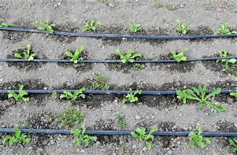 Image result for Fertigation Planting