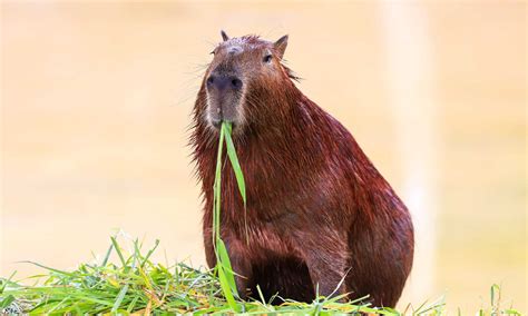 Capybara Poop: Everything You've Ever Wanted to Know - A-Z Animals