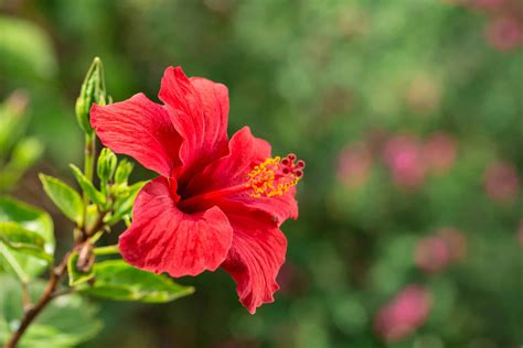 Is Hibiscus a Perennial or Annual? - A-Z Animals