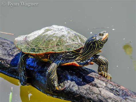 Field Life: Turtles in Trouble: A Brief Natural History