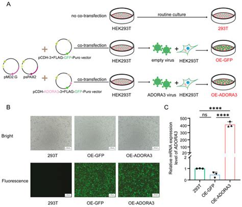 Transduction of Lentiviral Vectors and ADORA3 in HEK293T Cells ...