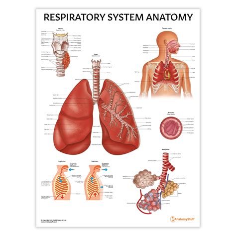 Image result for Respiratory System Composition