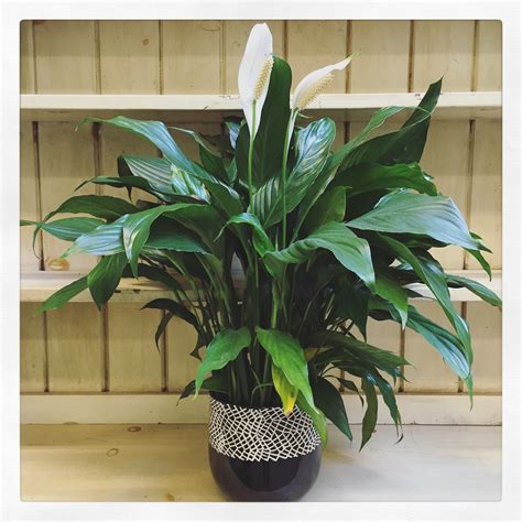 The 9 Best Low-Light Plants for your Home or Office — Seattle's ...