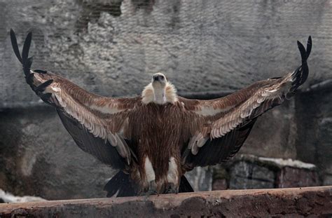 The Ruppell's Griffon Vulture is the highest flying bird on record ...
