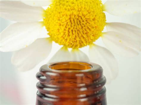 Eveil Aux Essences De Fleurs de Bach, L'orée des sens, Ypres, May 2 ...