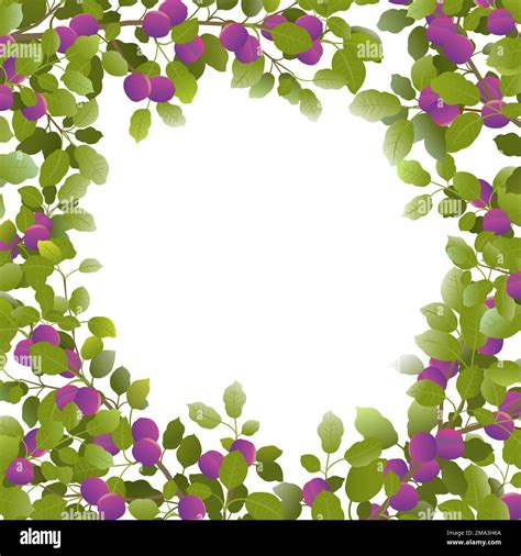 Branch japanese cherry in Stock Vector Images - Alamy