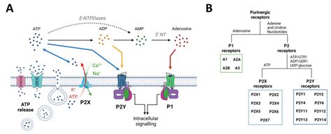 Beyond Seizure Control: Treating Comorbidities in Epilepsy via ...